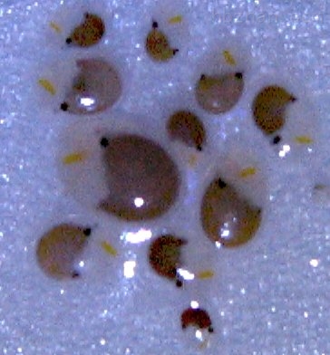 Cypridina Luciferin 海萤荧光素