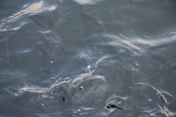 有機硅對活性污泥的影響：那些你不得不防的“隱形殺手”