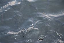 有機硅對活性污泥的影響：那些你不得不防的“隱形殺手”