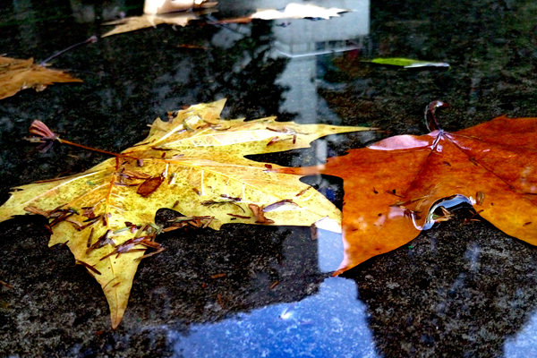 《重点生态保护修复治理资金管理办法》修订发布！