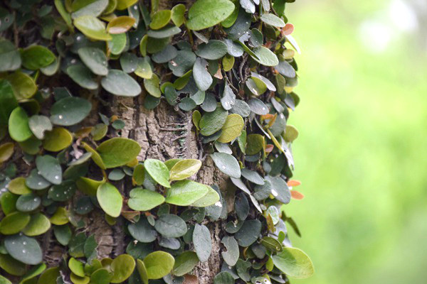 《全聯(lián)環(huán)境服務(wù)業(yè)商會(huì)社會(huì)責(zé)任報(bào)告（2025）》發(fā)布！